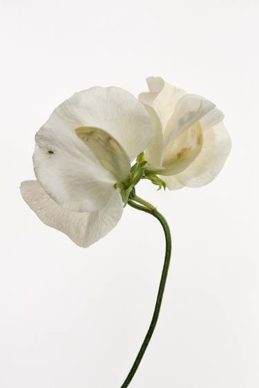 Lathyrus odoratus (Sweet pea) from the series Deadheading - Limited Edition of 6 thumb