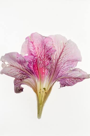 Petunia from the series Deadheading - Limited Edition of 6 thumb