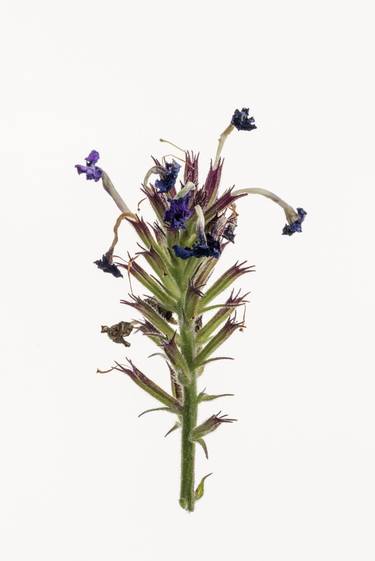 Verbena from the series Deadheading - Limited Edition of 6 thumb