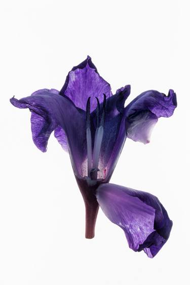 Gladiolus from the series Deadheading - Limited Edition of 6 thumb