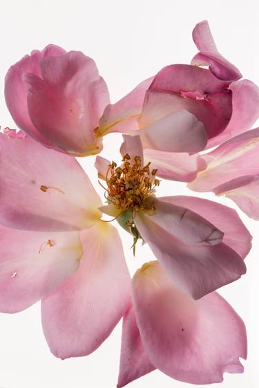 Rosa, exploded (Climbing rose) from the series Deadheading - Limited Edition of 6 thumb
