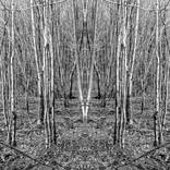 Collection Symmetry