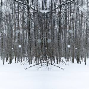 Collection Symmetry