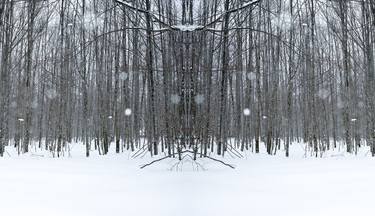 Winter Forest - Limited Edition of 3 thumb