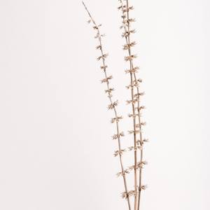 Collection Seed Heads