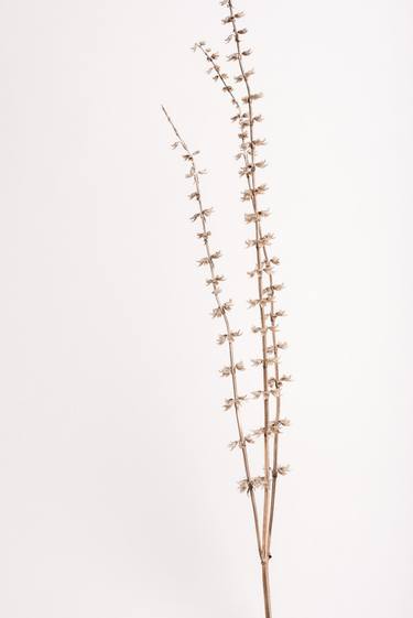 Salvia nemorosa (Series Seed Heads) - Limited Edition of 6 thumb