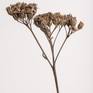 Collection Seed Heads