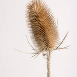 Collection Seed Heads