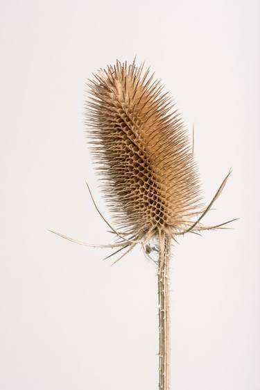 Teasel (Series Seed Heads) - Limited Edition of 6 thumb
