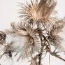 Collection Seed Heads