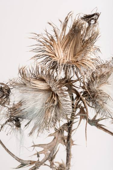 Thistle (Series Seed Heads) - Limited Edition of 6 thumb
