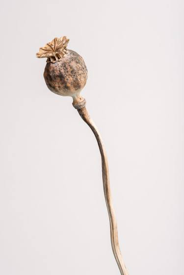 Poppy (Series Seed Heads) - Limited Edition of 6 thumb