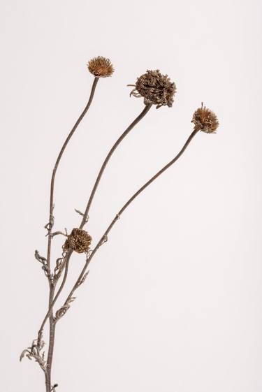 Dyers camomile (Series Seed Heads) - Limited Edition of 6 thumb
