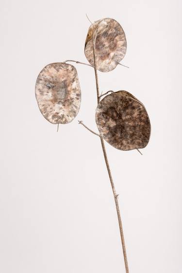 Honesty (Series Seed Heads) - Limited Edition of 6 thumb