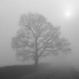 Collection Fog Two