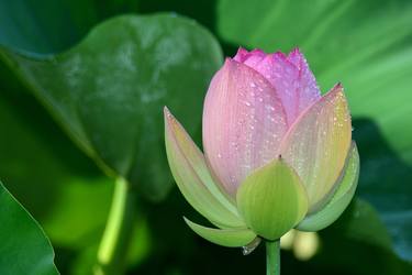 Lotus Blossom in Pearls thumb