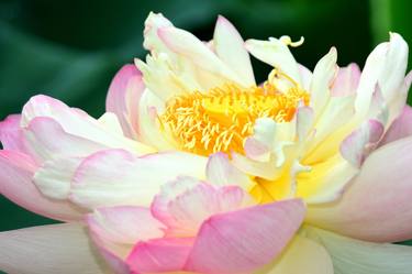 Lotus Blossom in Full Bloom thumb