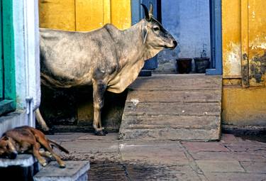 Print of Travel Photography by David Ryan