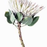Protea Curve (Light) - Large - Limited Edition of 25 by Elise Catterall