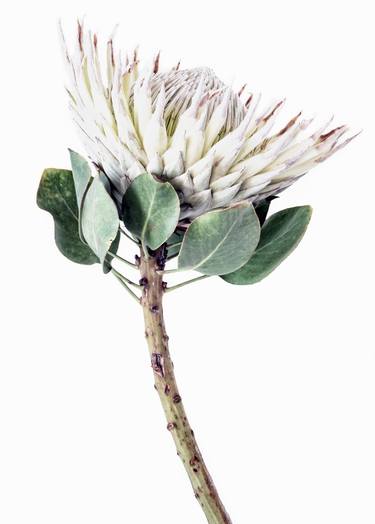Saatchi Art Artist Elise Catterall; Photography, “Protea Curve (Light) - Large - Limited Edition of 25” #art