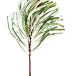 Flow (Banksia on white) Medium by Elise Catterall