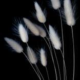 Bunny Ears on Black - Medium - Limited Edition of 25 by Elise Catterall