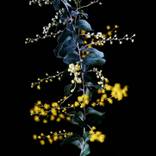 Golden Wattle Portrait v2 by Elise Catterall