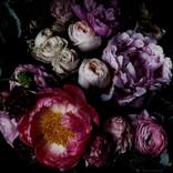 Jane - dark - large by Elise Catterall