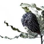 Fluted Banksia on white - large by Elise Catterall