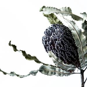 Fluted Banksia on white - large