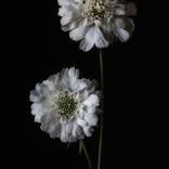 Scabiosa Portrait - Dark by Elise Catterall