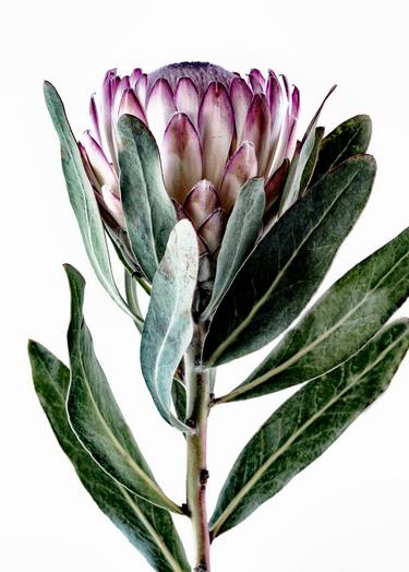 Light Protea (Portrait) - Limited Edition of 5 thumb