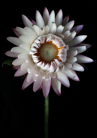 Paper Daisy Portrait - dark - Limited Edition of 5 thumb