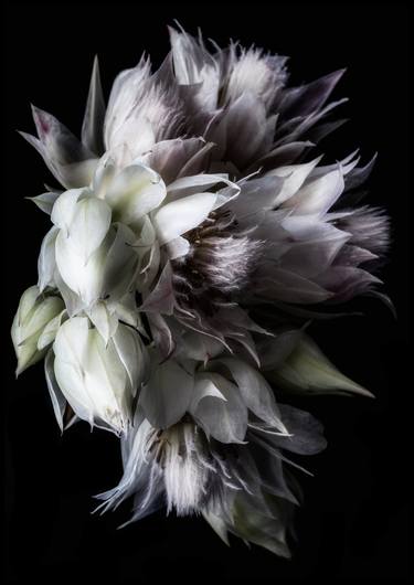 Original Minimalism Nature Photography by Elise Catterall