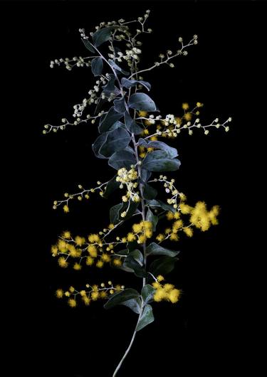 Golden wattle on  black thumb