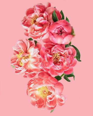 Saatchi Art Artist Elise Catterall; Photography, “Peony cluster” #art