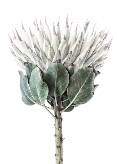 Saatchi Art Artist Elise Catterall; Photography, “White on White Protea” #art
