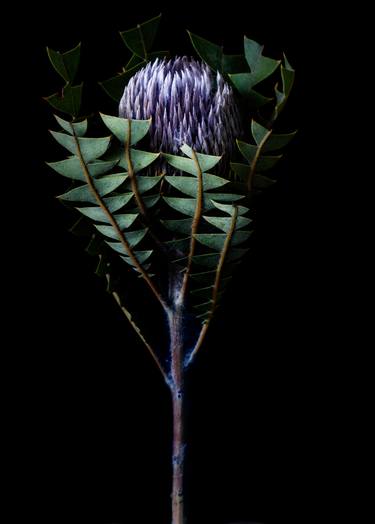 Spiky Banksia thumb