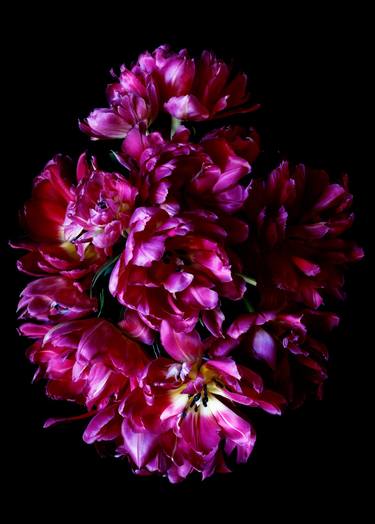 Double tulip cluster - pink on black - Limited Edition of 25 thumb