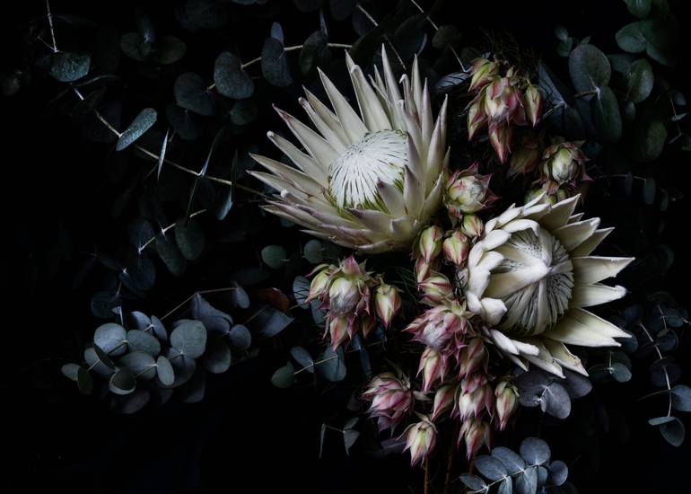 Buy Wholesale Blushing Bride Protea Flower in Bulk - FiftyFlowers