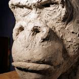 primate by j a saiz manrique