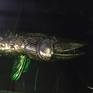 The work "Night Hunter" is part of a series entitled "Treasures of the Depths." In the work, a complex step-by-step author's technique was used using coinage, electric welding and epoxy.
The best quality photos and videos here
https://photos.app.goo.gl/8o8bzba9jbtwSQtq8