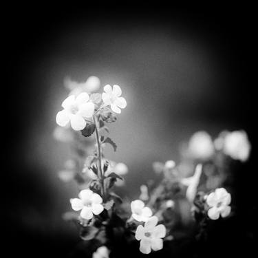 Print of Floral Photography by Ivan Spirko