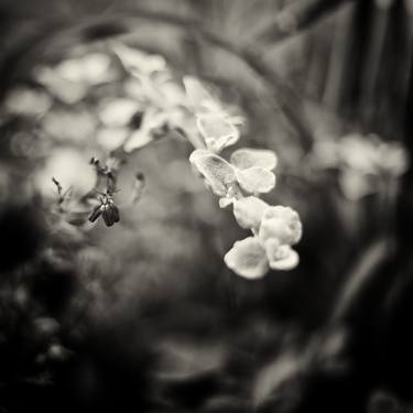 Original Fine Art Floral Photography by Ivan Spirko