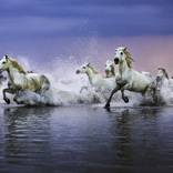 Horses of the Sea - Limited Edition of 100 by Carey Estrada