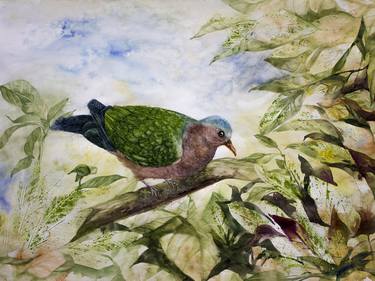 The green winged pigeon thumb