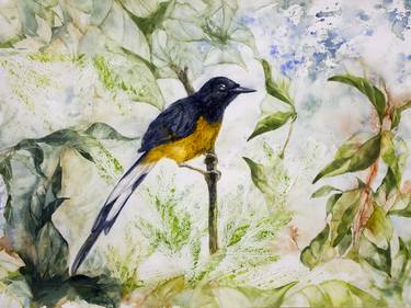 The white-rumped shama thumb