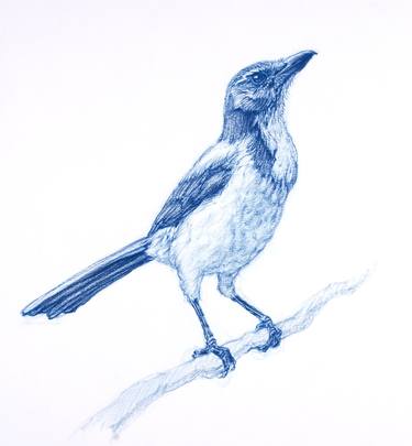 Scrub Jay on Branch thumb