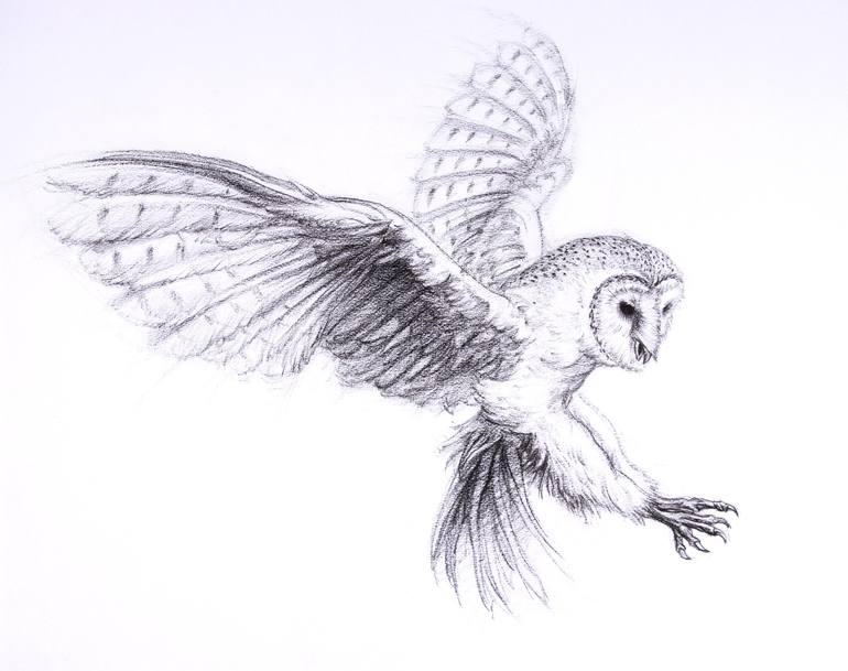 owls drawings flying