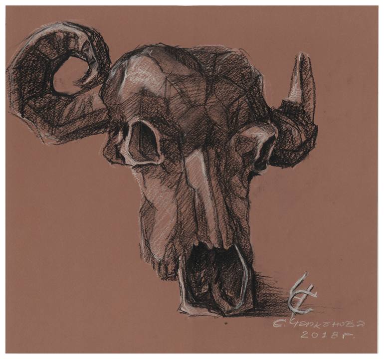 buffalo skull drawing